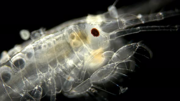 Amphipoda Macrohectopus Branickii Under the Microscope, Macrohectopidae Family, Endemic Species That