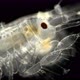 Amphipoda Macrohectopus Branickii Under the Microscope, Macrohectopidae Family, Endemic Species That - VideoHive Item for Sale