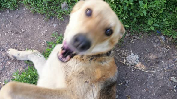 Dog Shepherd Plays with Person Hand Lying on Ground Closeup