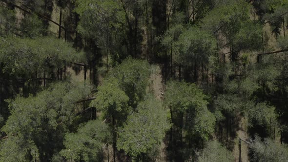 Drone top down view of trees in a coniferous forest. Flying forward.