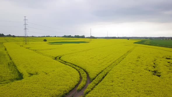 Aerial flyover blooming rapeseed (Brassica Napus) field, flying over lush yellow canola flowers, idy