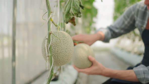 farmer is checking the quality of the melon