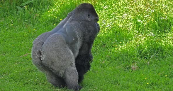 Eastern Lowland Gorilla, gorilla gorilla graueri, Silverback Male standing on Grass, Slow motion 4K