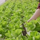 asian small business owner greenhouse hydroponic farm business owner hand hold fresh vegetable - VideoHive Item for Sale