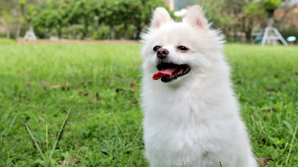 Pomeranian dog sit on green lawn