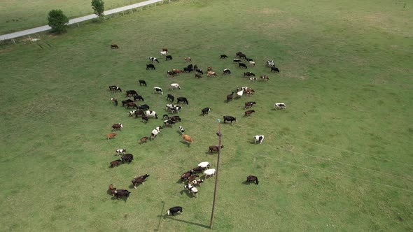 Aerial Cattle Grazing