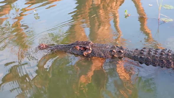 A closeup of a large wild crocodile swimming in the Northern Territories, Australia.