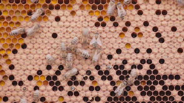 Bees Working on Honey Cells in Beehive