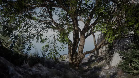 Lonely Tree on a Top Mountain in the Evening