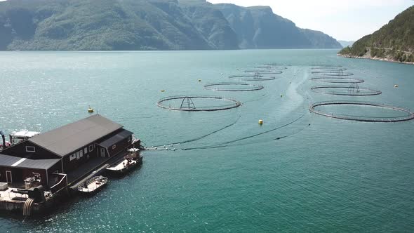 Farm Salmon Fishing in Norway