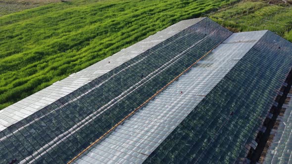 Drone Flying Over a Large Glasshouse with Natural Organic Plants