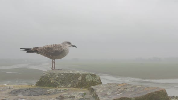 Lonely gull on Mont St Michel wall  in France region of Normandy  4K 2160p UltraHD footage - Seagull