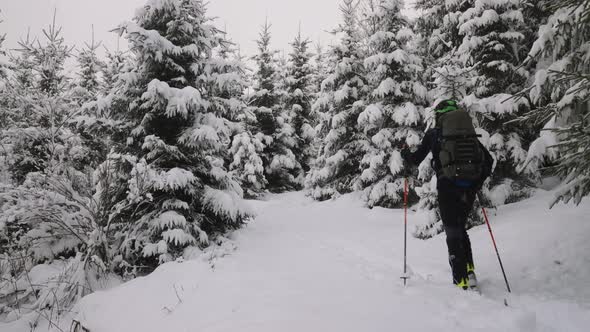 Man Ski Touring Though Snow Covered Forest