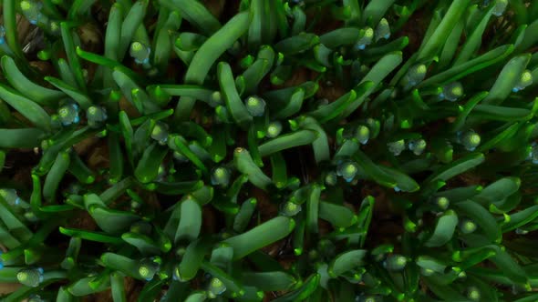 Timelapse Close up Many Blue Grape Hyacinths Growing