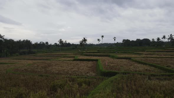 Aerial view of morning in rice field Bali in traditional village