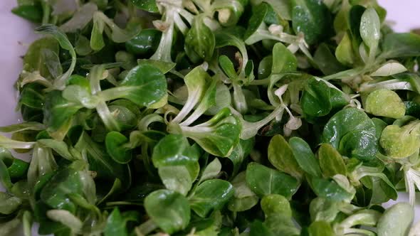 Food Background Cornsalad Lamb Lettuce Leaves