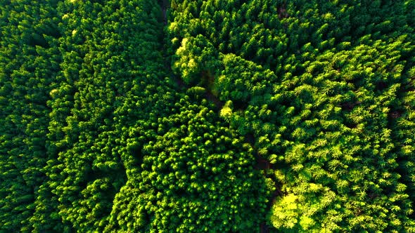 Fly over Green Forest in Mountains, Concept: nature, reservation, clean air, ecology