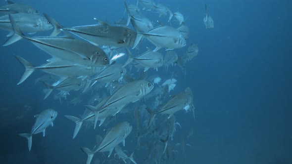 School Of Fish