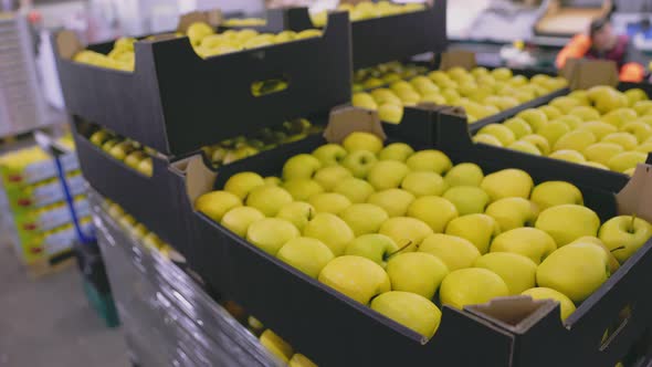 Many Yellow Apples in Boxes