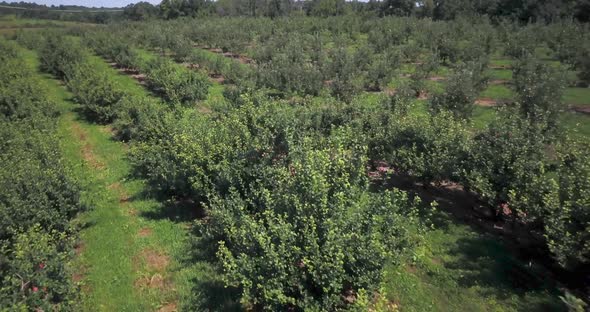 Aerial camera flying a tree top level in an apple orchard on a beautiful sunny day.