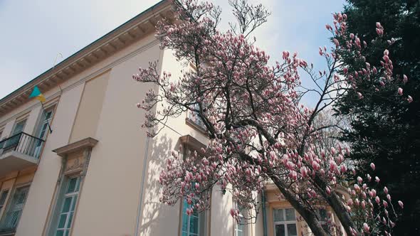 Beautiful Pink Magnolia Tree in the Yard