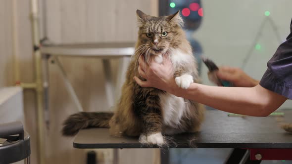 groomer Brushing Maine Coon cat's fur by using comb