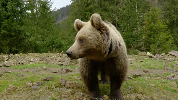 A Big Brown Bear in the Forest