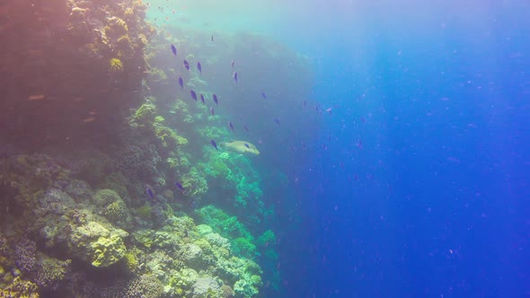 Tropical Fish on Vibrant Coral Reef