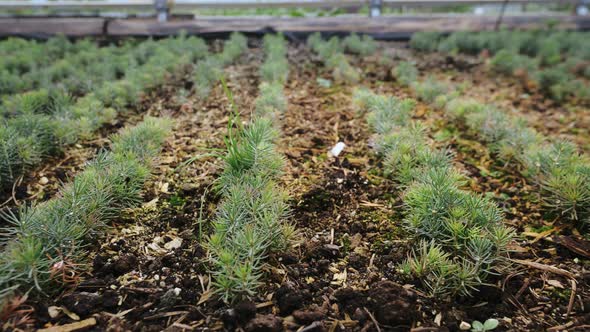 Growing Conifers, Planting a New Forest