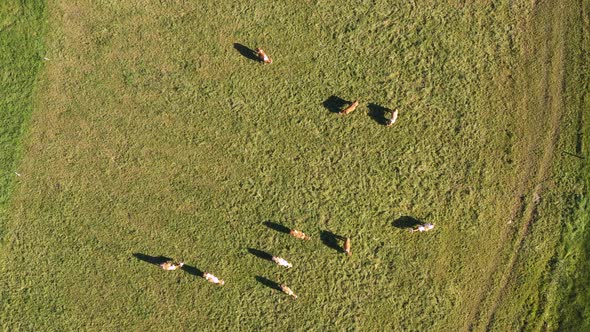 Catlle herd grazing on mountain pasture, aerial footage, rural scene, 4k UHD, dairy farm, traditiona