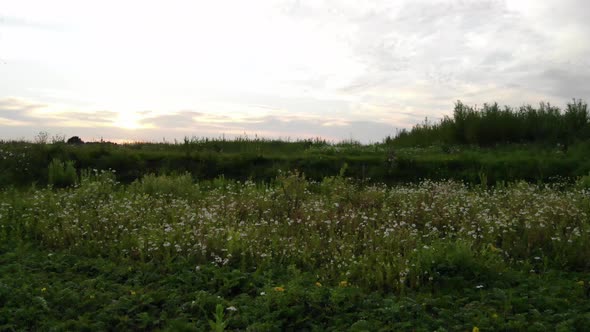 weeds growing in the dutch polder