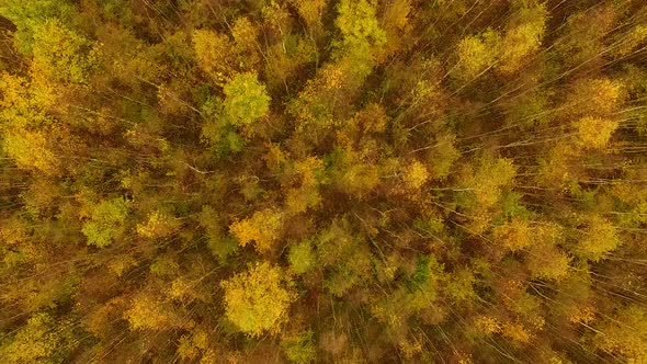 Aerial view of the autumn forest in cloudy weather