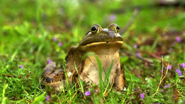 Frog Sitting on Flowering Grass From Face Side Background Zoom Out