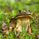 Frog Sitting on Flowering Grass From Face Side Background Zoom Out - VideoHive Item for Sale