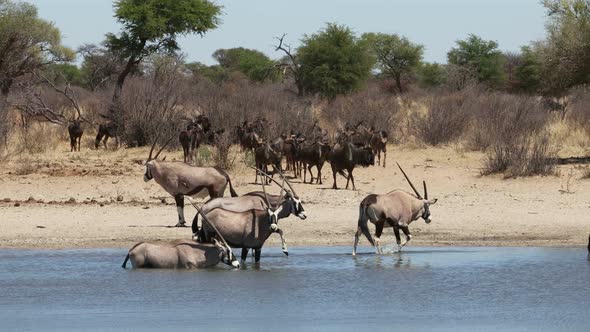 Gemsbok And Wildebeest Drinking At A Waterhole