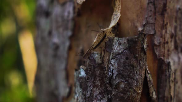 Close up static shot of anthill behind tree bark. Shallow focus