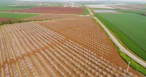 Aerial View of field of cherry trees, Ein Harod, Northern District, Israel.