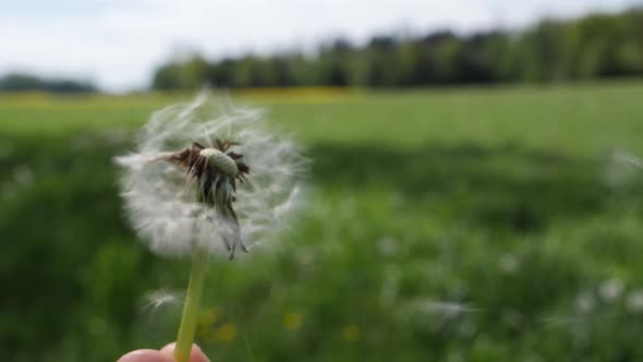 Blowing away the seeds of a dandelion flower in slow motion outdoor in a field.