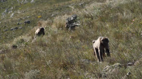 Chacma Baboon Troop looking for food in grassland