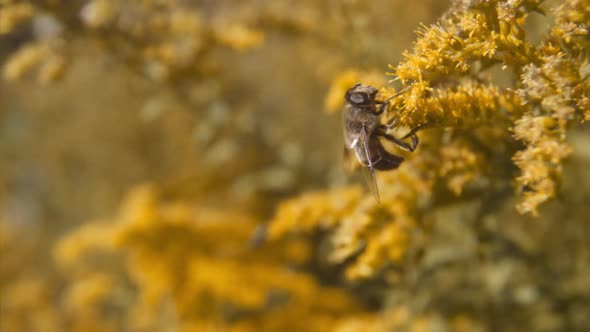 Honey Bee Pollinating Orange Flower