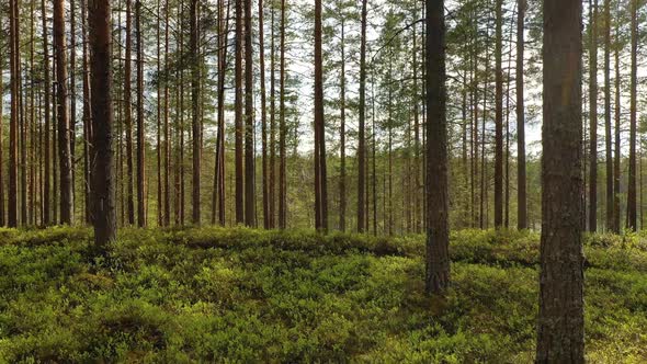 Forest in Finland Beautiful Nature of Finland