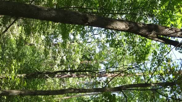 Vertical Video of a Forest with Trees