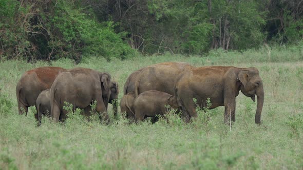 Herd of Asian Elephant with Baby Elephants