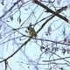 The tit sits on a tree branch. A beautiful little bird flies away from a branch. - VideoHive Item for Sale