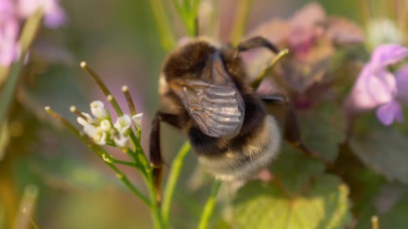 Bumblebee Pink Flower Meadow