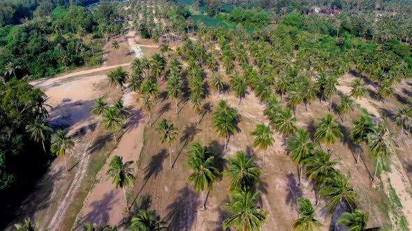 A gentle fall down towards a grove of coconut palm trees.