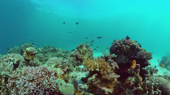 Coral Reef and Tropical Fish. Panglao, Philippines.