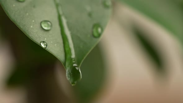 Water Drops on a Leaf 76