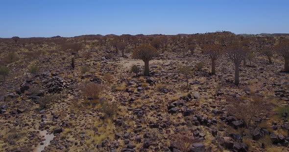 Quiver Trees Of Namibia