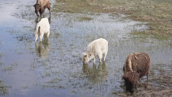 Albino Bison grazing in pond along others in small herd